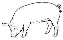 Anat pig left side drawing.jpg