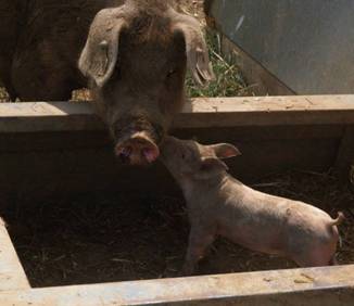 Pig hi mum uk