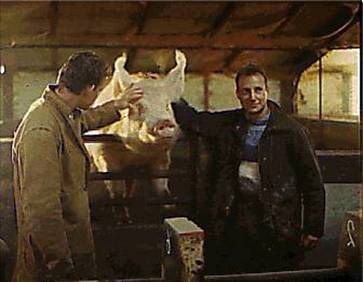 Stockmanship caring