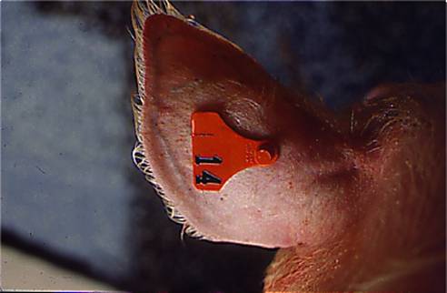 Identification ear tag