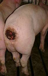 Tail biten severe