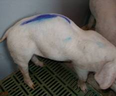 Humphback piglet 01sw