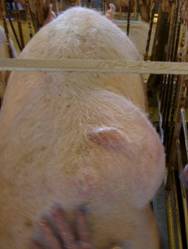 Abscess sow 1