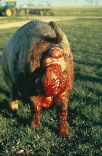 Uterine prolapse B1