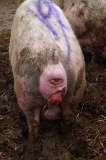 Hernia perineal 4