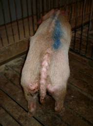 Pig very thin 2